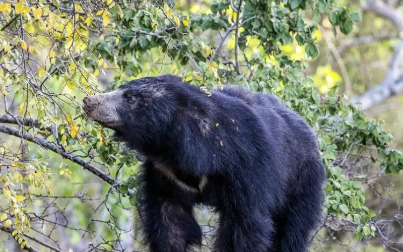 Ratanmahal Sloth Bear Sanctuary
