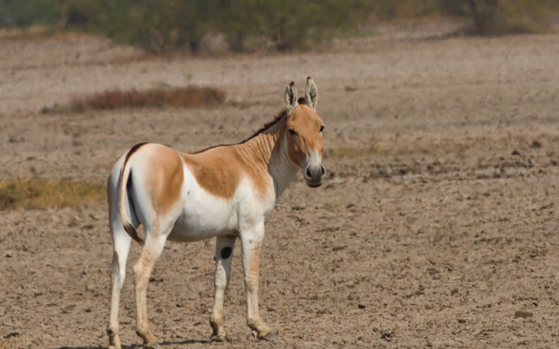 Indian Wild Ass Sanctuary